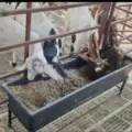 Ταΐστρες Ζώων – Σιδηροκατασκευές Καστοριά